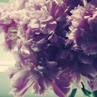 Desktop peonies wallpaper