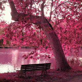 Bench by the lake wallpaper