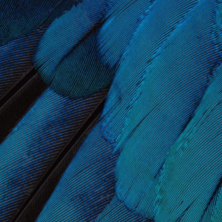 iPhone X Stock wallpaper