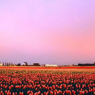 Sunset iPhone rainbow wallpaper