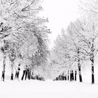 Pretty white winter wallpaper