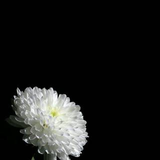 Rest In Peace flower HD iPhone wallpaper