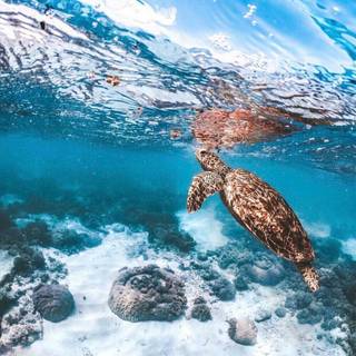 Valentines Day turtles wallpaper