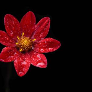 Dark flower petals wallpaper