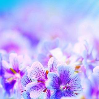 High Quality mobile wallpaper