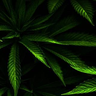 Desktop weed HD wallpaper