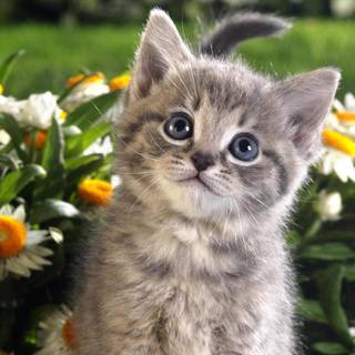 Spring kittens wallpaper