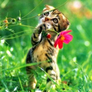 Spring kittens wallpaper