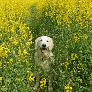 Dogs spring wallpaper