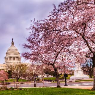 Washington DC spring wallpaper