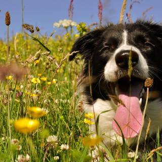 Dogs spring wallpaper