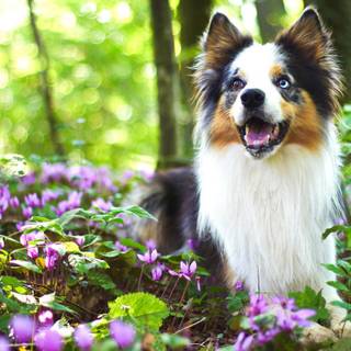Dogs spring wallpaper
