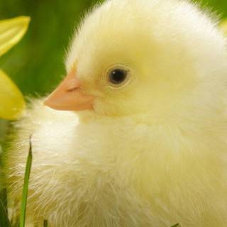 Spring baby chicks wallpaper
