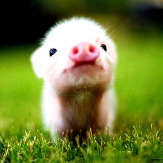 Baby spring animals wallpaper