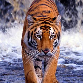 Tiger portrait wallpaper