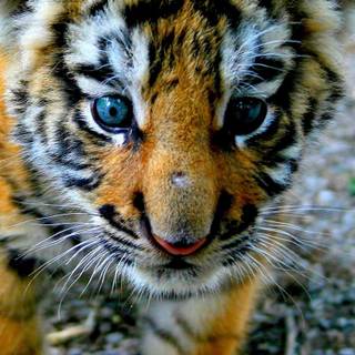 Tiger portrait wallpaper