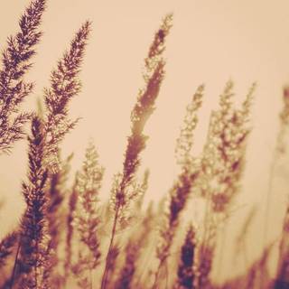 Aesthetic grain wallpaper