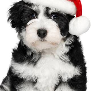 Holiday puppies wallpaper