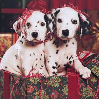 Holiday puppies wallpaper