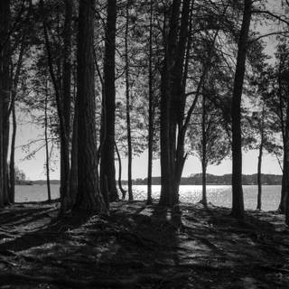 Hoarfrost forest black and white wallpaper