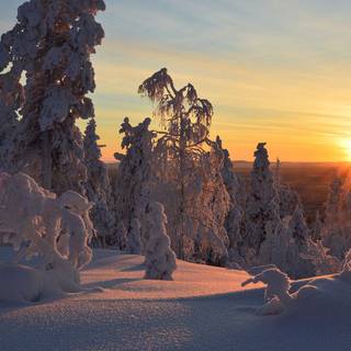 Riisitunturi National Park winter wallpaper