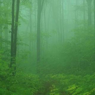 Misty forest path wallpaper