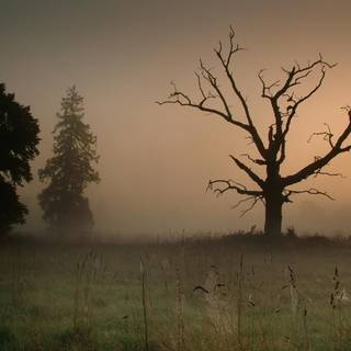 Meadow mist wallpaper