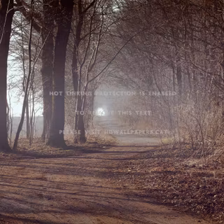 Misty forest path wallpaper