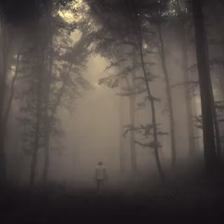 Misty forest path wallpaper