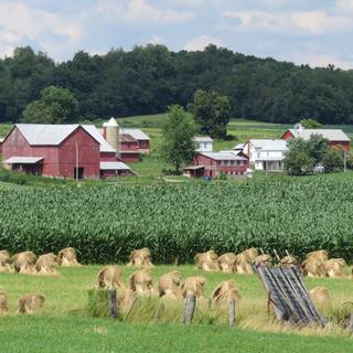 Amish phone wallpaper