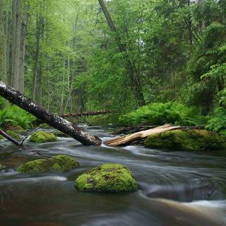 Aesthetic nature landscape wallpaper