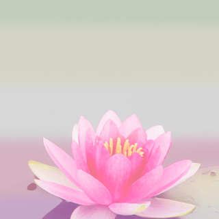 Cute lotus flowers phone wallpaper