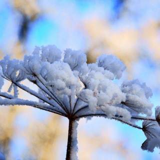 Winter macro photography wallpaper