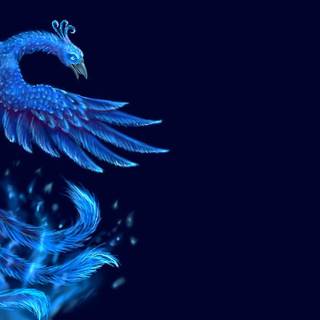 Phoenix bird HD computer wallpaper