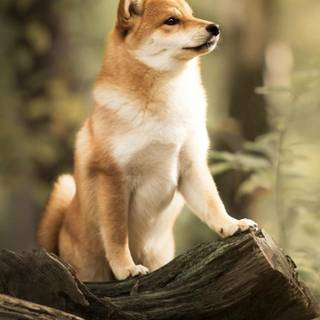 Different animal mobile wallpaper