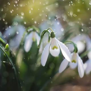 Snowdrops wallpaper