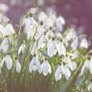Snowdrops wallpaper
