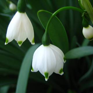 Snowdrops wallpaper