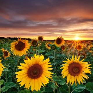 Sunflower aesthetic sunset wallpaper