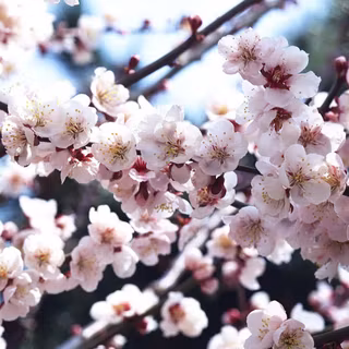 Cherry iPhone wallpaper