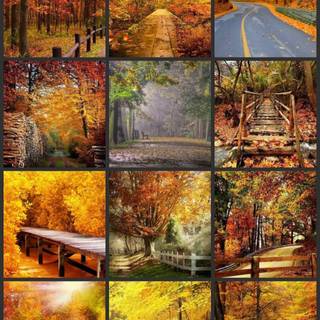 Fall summer spring winter wallpaper