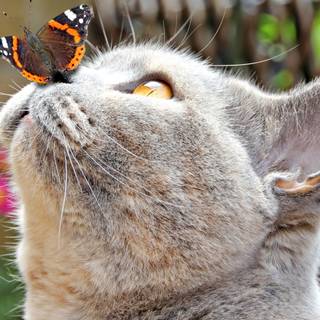 Cat in Easter wallpaper