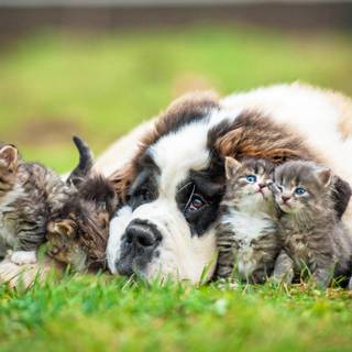 Puppy with cats wallpaper