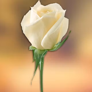 White rose desktop wallpaper