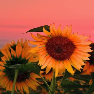 Sunflower sunset wallpaper