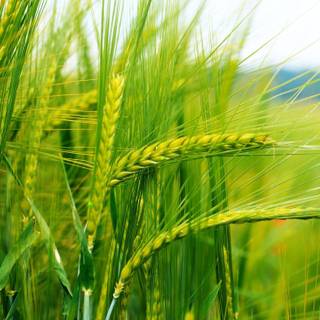 Green wheat fields wallpaper