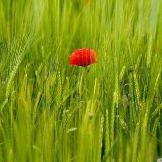 Green wheat fields wallpaper