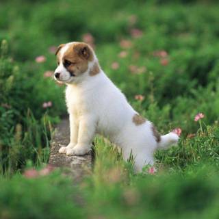 Computer cute puppies wallpaper