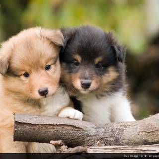 Computer cute puppies wallpaper