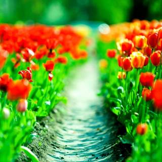 Desktop tulip wallpaper